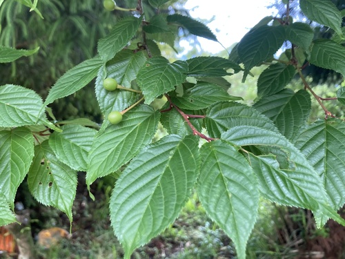 Prunus campanulata