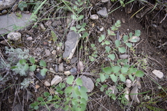 Pimpinella aromatica
