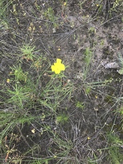 Calylophus