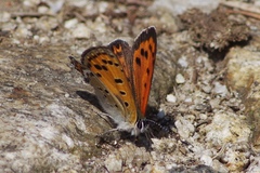 Lycaena panava