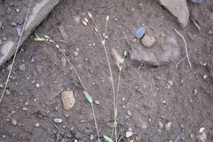 Holosteum marginatum