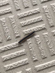 Oxidus gracilis