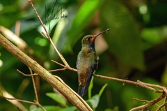 Urochroa bougueri