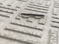 Oxidus gracilis