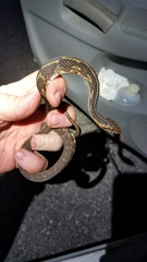 Nerodia fasciata × clarkii