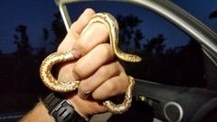 Nerodia fasciata × clarkii