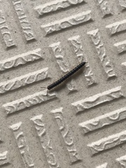Oxidus gracilis
