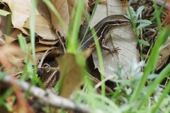 Ablepharus himalayanus