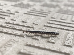 Oxidus gracilis