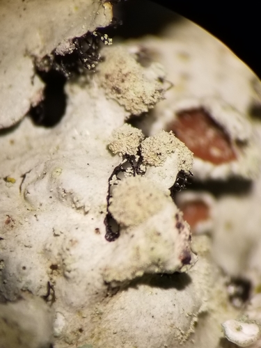Powdered Loop Lichen
