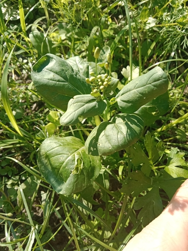 Spinacia oleracea, photograph 4