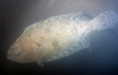 Paralichthys californicus