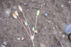 Holosteum marginatum