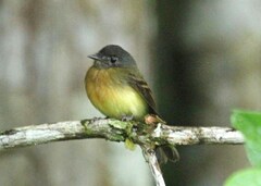 Tawny-Chested Flycatcher photo 2