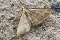 Chesiadini