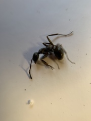Camponotus pennsylvanicus