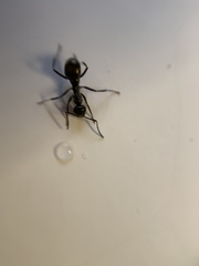 Camponotus pennsylvanicus