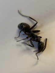 Camponotus pennsylvanicus