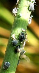 Aphis cytisorum cytisorum