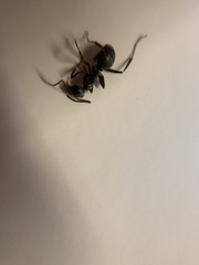 Camponotus pennsylvanicus