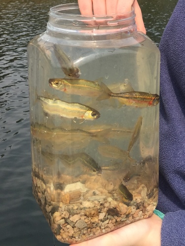 Columbia River minnow (Richardsonius balteatus) — Cyprinidae — 5