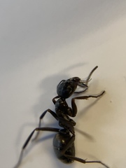 Camponotus pennsylvanicus