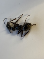 Camponotus pennsylvanicus