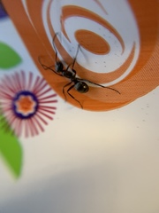 Camponotus pennsylvanicus