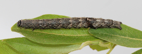 Pink Underwing photo 4