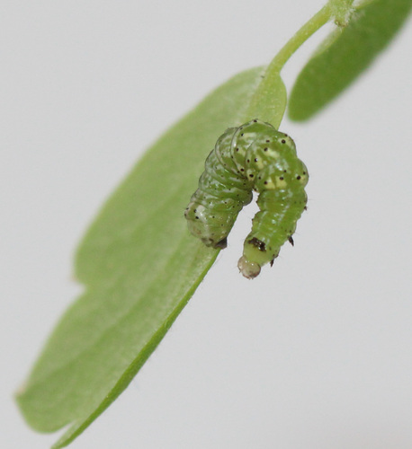 Straight-lined Looper Moth photo 3
