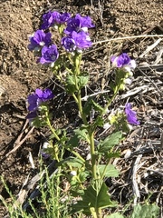 Phacelia grandiflora