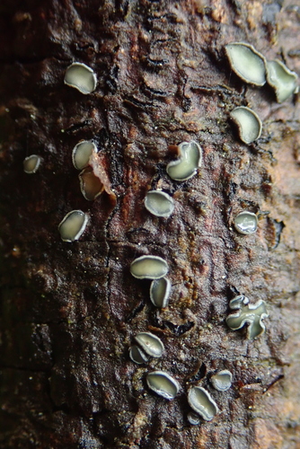 Colpoma crispum