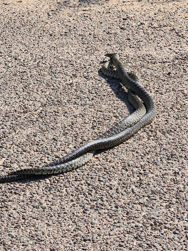 Desert Kingsnake from Original Town, Midland, TX 79701, USA on June 6 ...