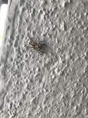 Menemerus bivittatus