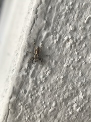 Menemerus bivittatus