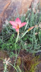 Gladiolus priorii