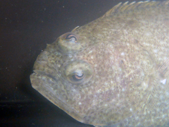 Paralichthys californicus