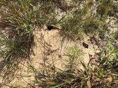 Peromyscus polionotus