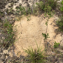 Geomys pinetis