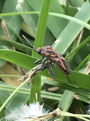 Spilostethus furcula