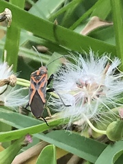 Spilostethus furcula