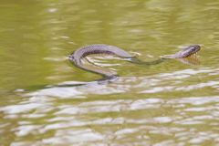 Nerodia sipedon insularum