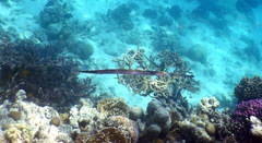 Fistularia commersonii