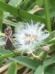 Spilostethus furcula