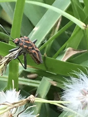 Spilostethus furcula