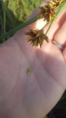 Rhynchospora indianolensis