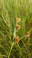 Rhynchospora indianolensis