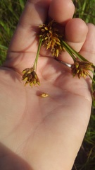 Rhynchospora indianolensis