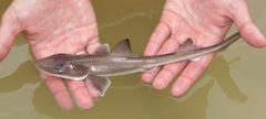 Mustelus henlei