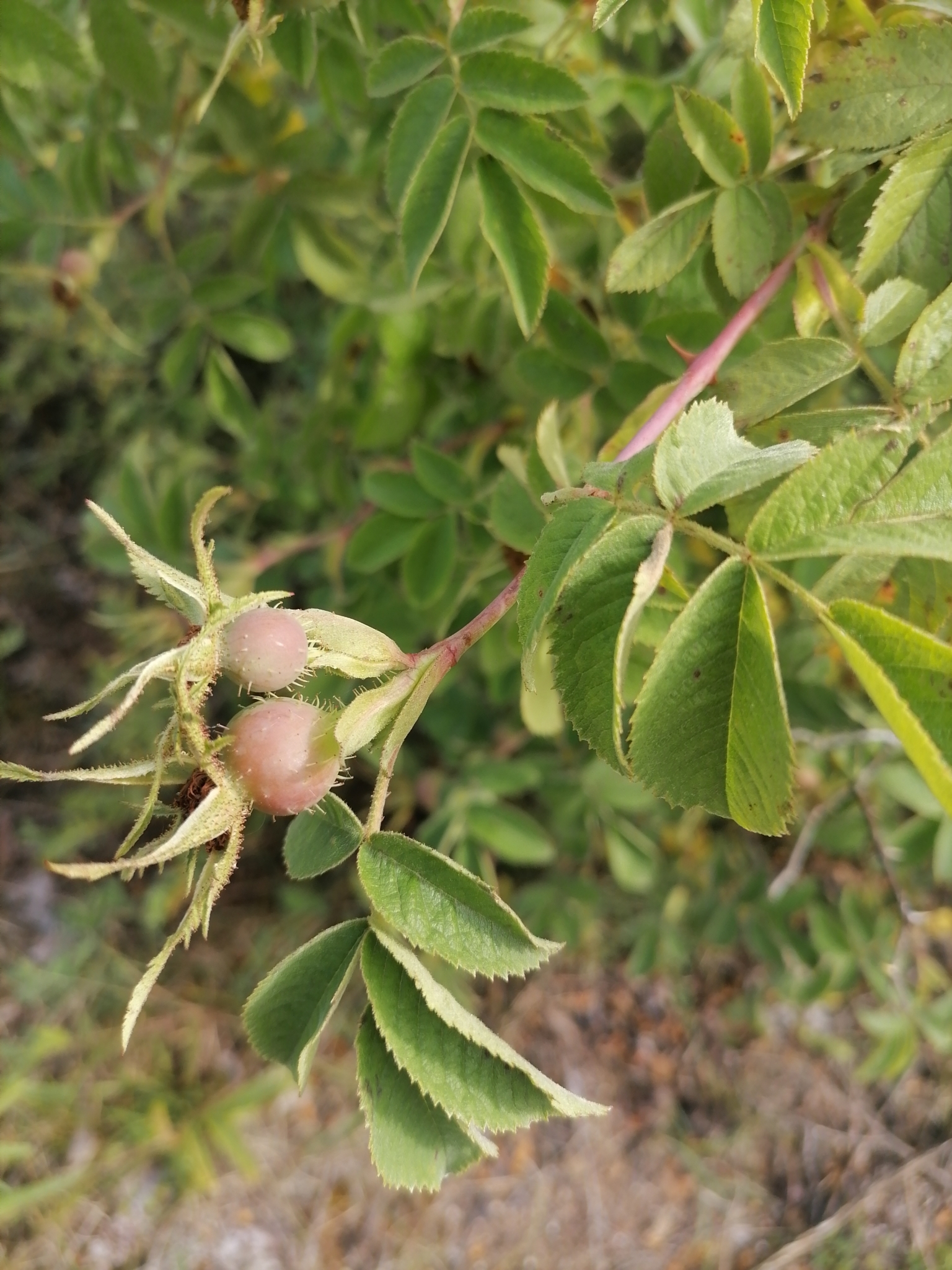 Imagem de Rosa silvestre